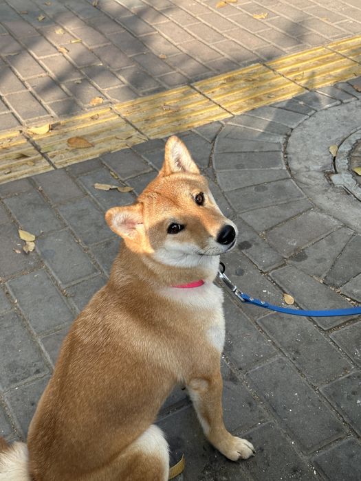 Сиба Ину, девочка