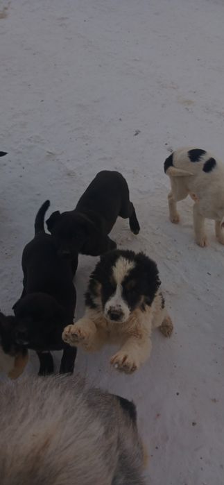 Щенки в добрые руки