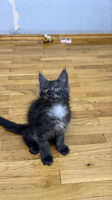 Мейн кун meyn kun , котят 2 месяца чистокровные