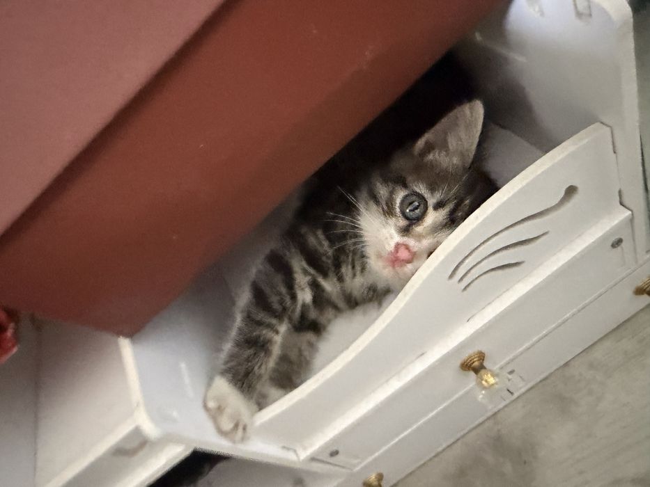 срочно!! отдам котенка !!