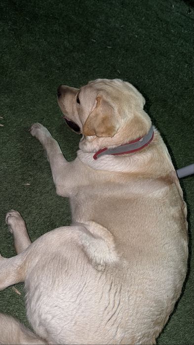 Лабрадор ретривер вязка