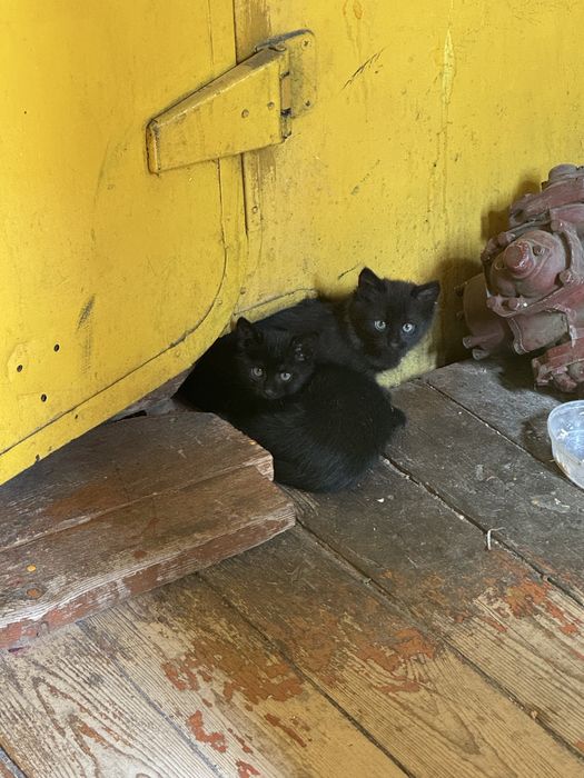 Котенок мальчик и девочка