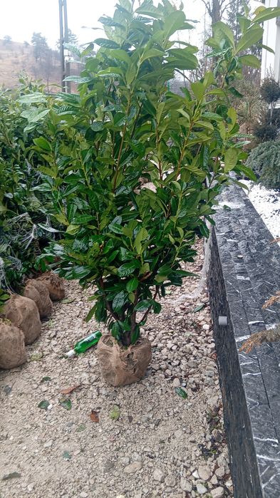 Laur englezesc photinia Red Robin leilandi