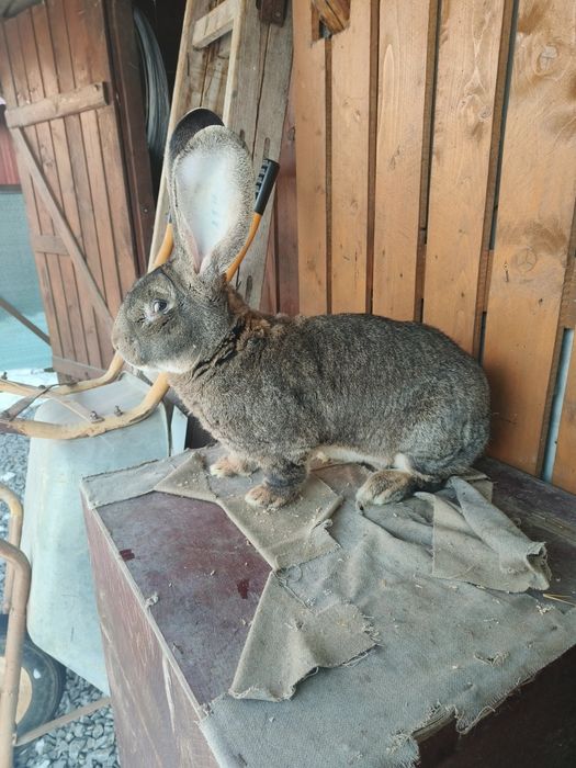 Iepuri Urias gri german