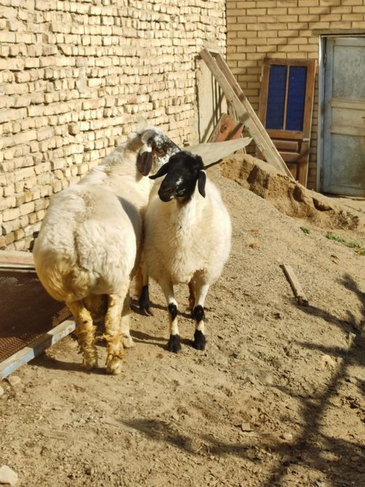 Ona bola quylar sotiladi