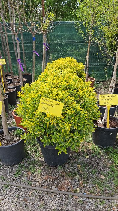 Palmieri rezistenți la inghet toate dimensiunile