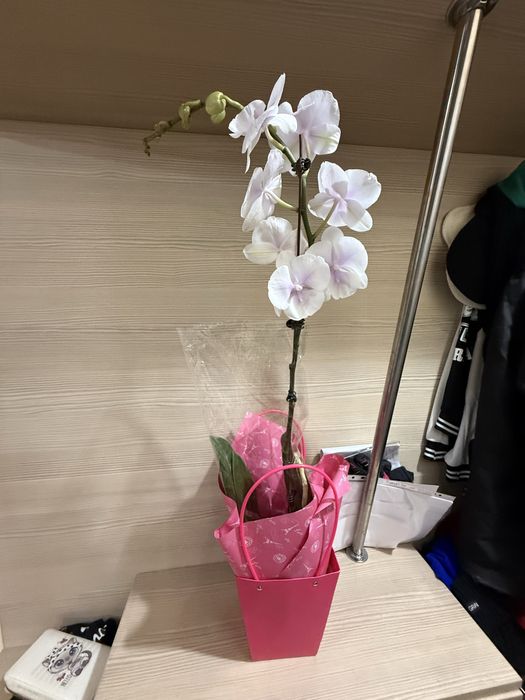 Орхидеи орхидея цветут