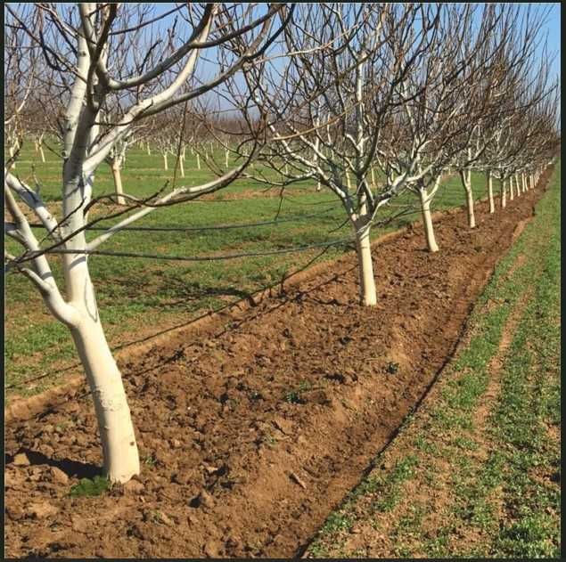 Сенсорный культиватор для сада и виноградника