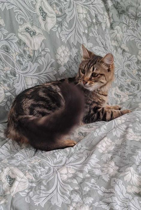 Ласковый котик ищет дом