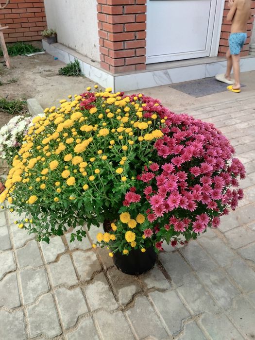 Хризантема мультифлора