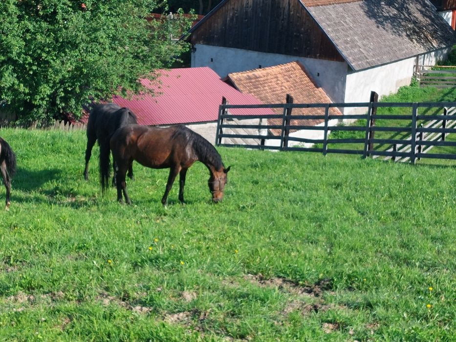 Iapa lipitan Neapolitano