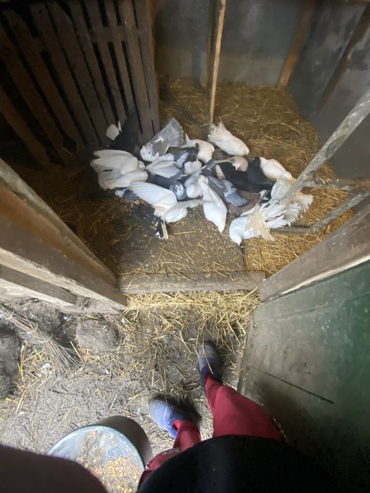 De vânzare mai multe rase de porumbei