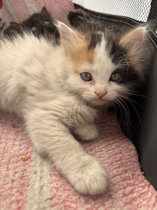Котенок девочка 1,5 месяца