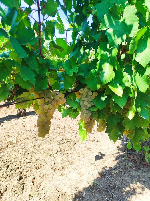 Struguri de vânzare pentru vin!