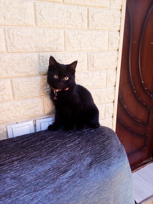 Отдам даром котенка