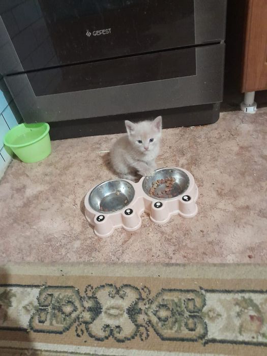 Отдам котят в хорошие руки