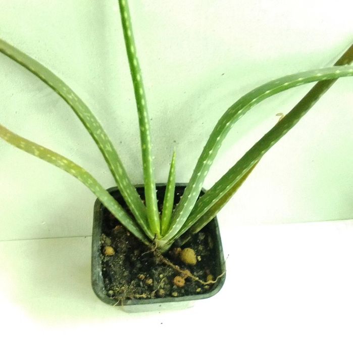 Комнатные цветы.