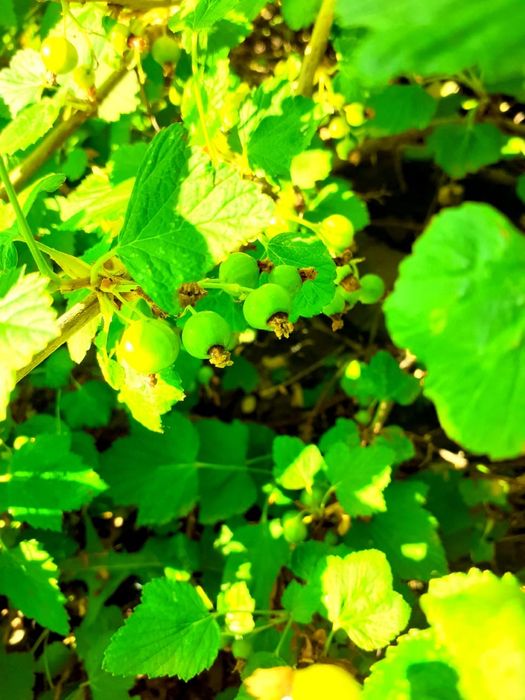 Дача продается/ Саяжай сатылады