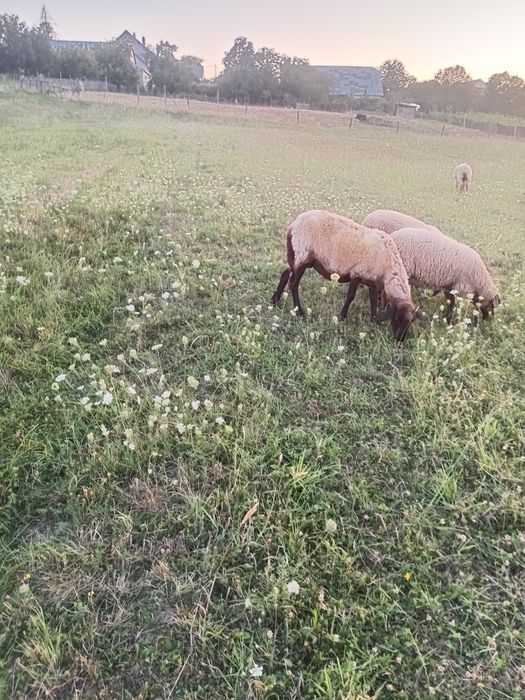 Vând doua oi carabașa