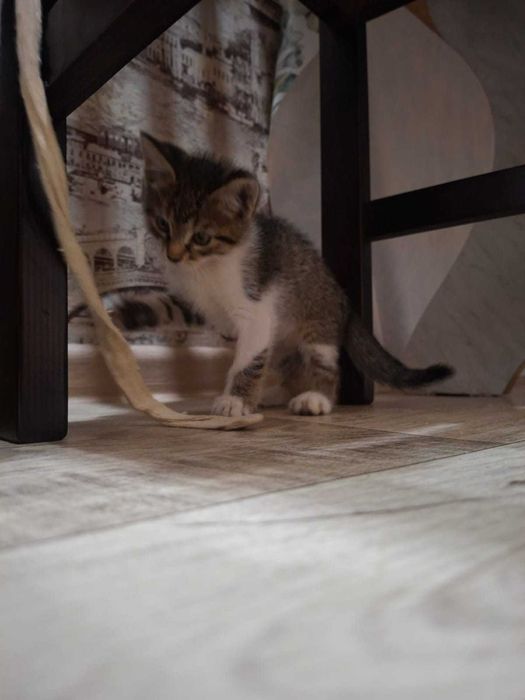 Отдам котёнка в добрые руки