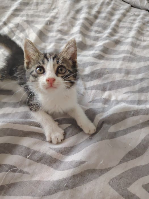 Котята бесплатно