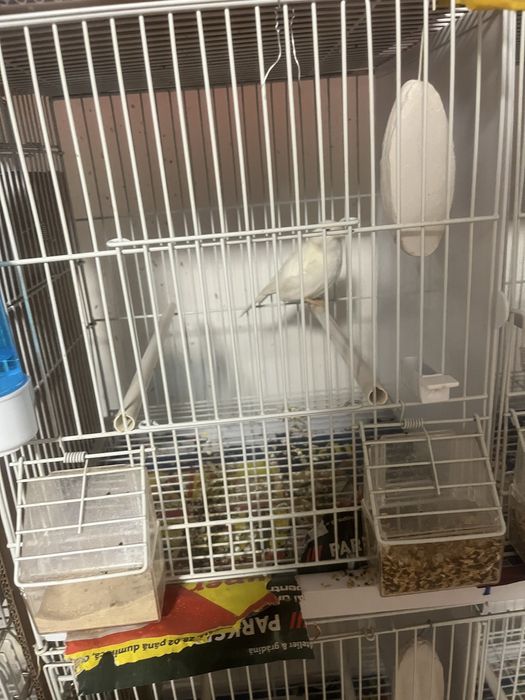 Canari cauta alta casa