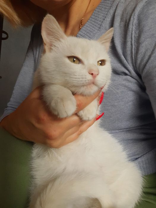 Молодые воспитанные коты