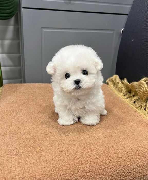 Bichon Maltez mini toy