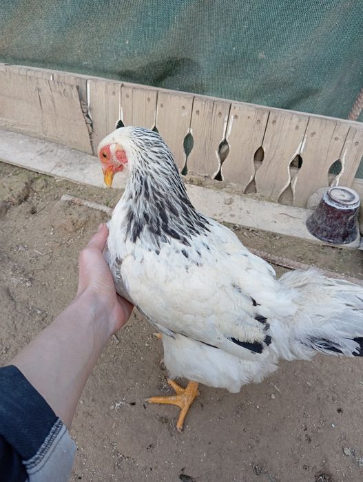 Brama tovuq sptiladi