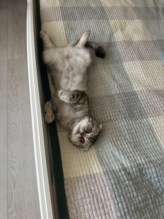 Продам Кошку,Шотландка