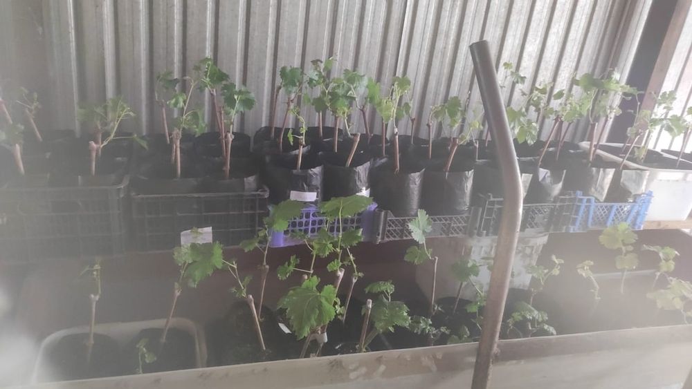 Продам саженцы винограда