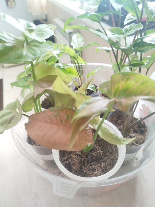 Сингониумы разные