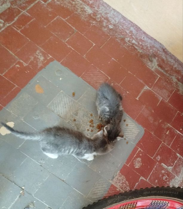Кошка серого окраса,с котятами.Бывшедомашняя кошка и ее 3 котят