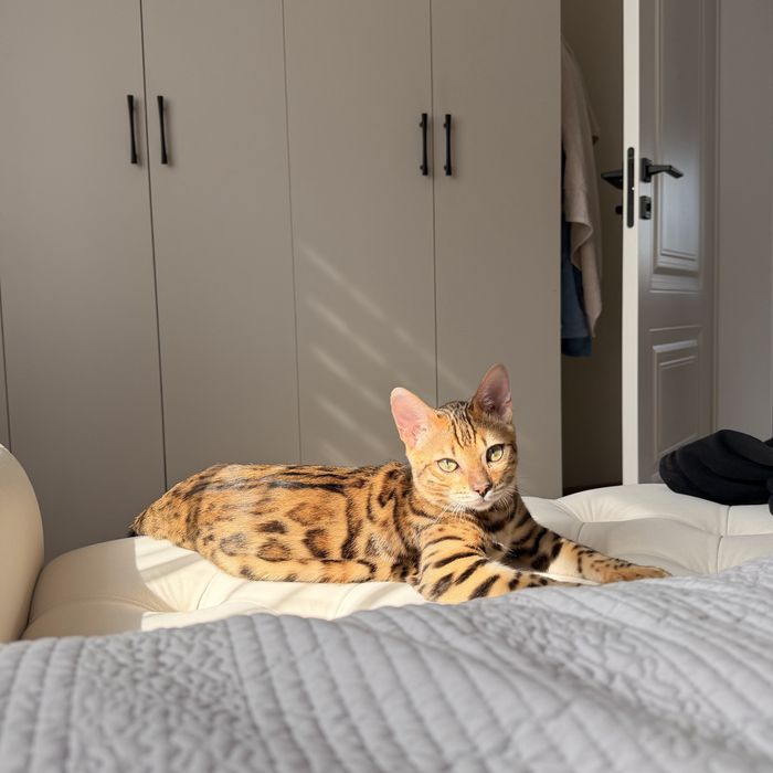 Продам котенка-бенгала