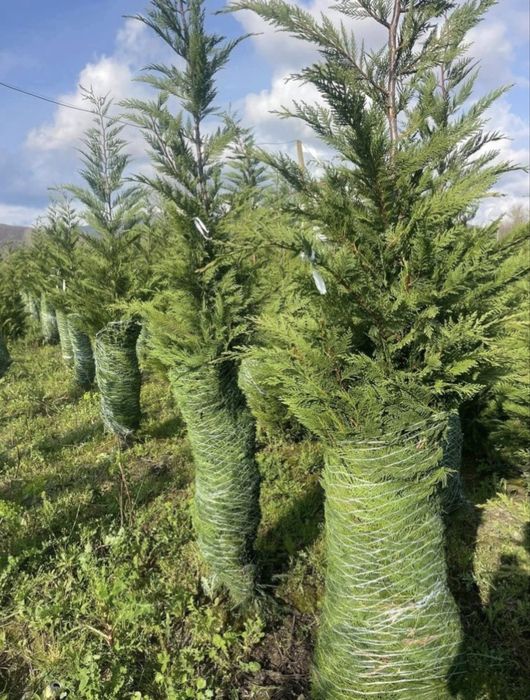 Leylandii de vânzare – ideal pentru gard viu.