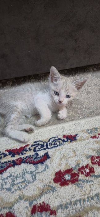 Котенок мальчик в добрые руки