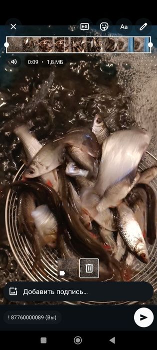 Малёк живец сарга зачаганск