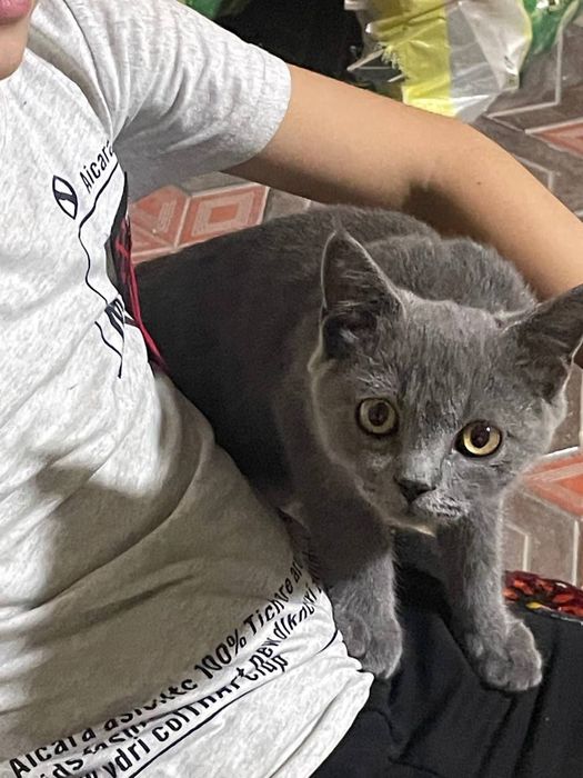 Sotiladi qiziqanlar tel qlilar toza paroda