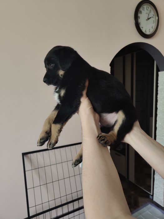 Щенок мальчик бесплатно