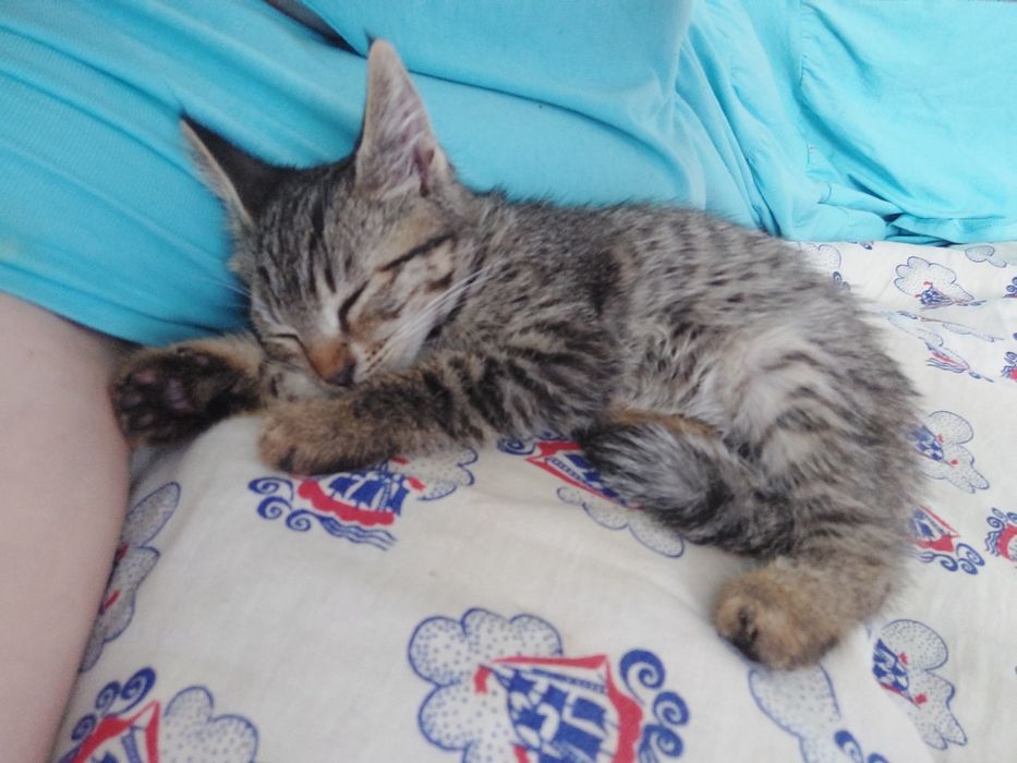 Котёнок девочка 3-4месяца