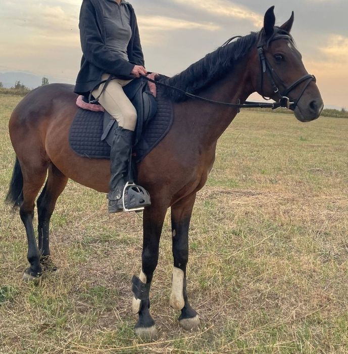 Мерин полукровный