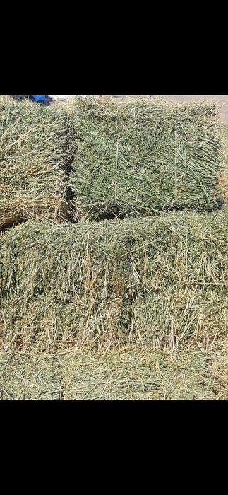 Сено Люцерна Шоп Жонышка