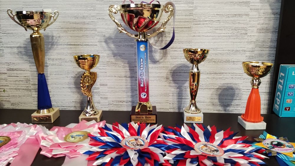 Американский стаффордширский терьер