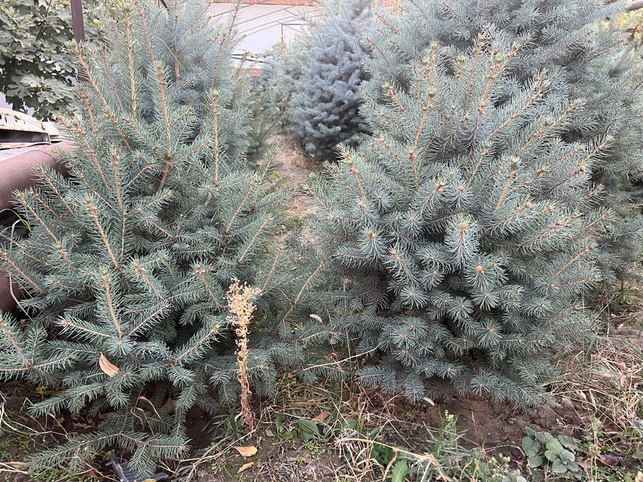 Archa Galubaya El Sotuvda