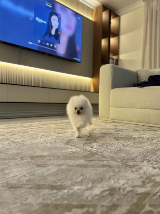 Продается Померанский шпиц мальчик белая пушистая