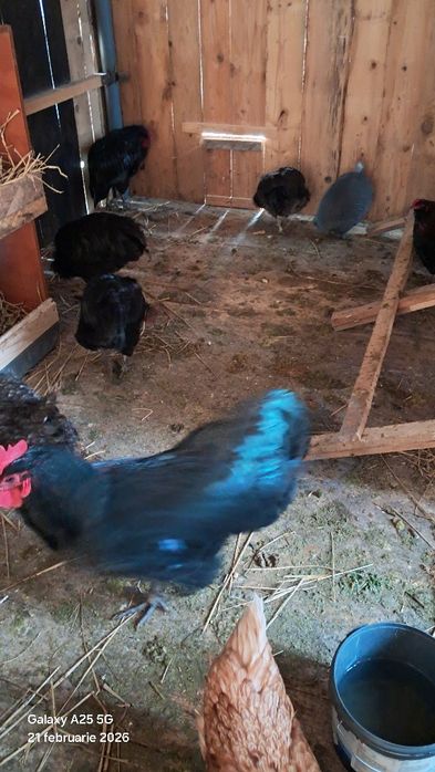 Cocosi  australop  tineri