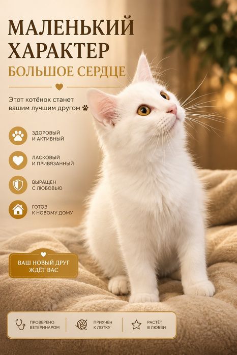 Текинга ва пуллик зур мушукчалар бор