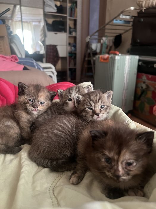 Отдам котят добрые руки
