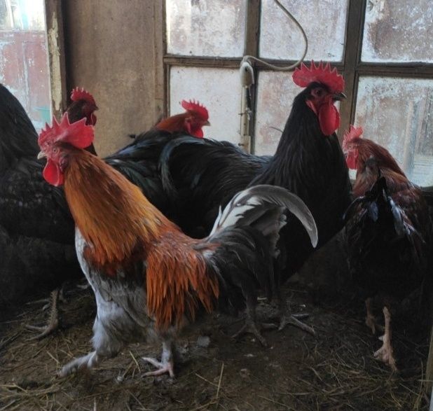 Продам петухов чистопородных