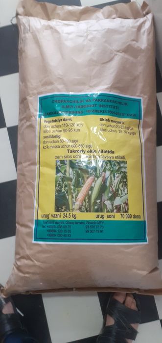 Маккажухори уруглик